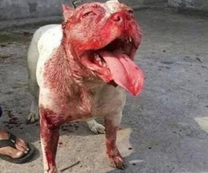 Pit-bull abandonado em rua de Betim ataca e fere carroceiro e